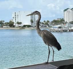 Sandpiper Cove, unit 1228 - Image 2